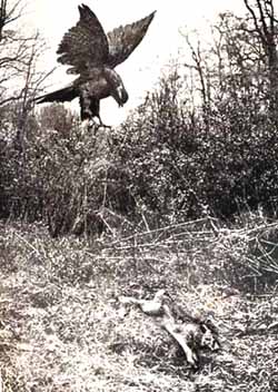 A Falcon chasing rabbit